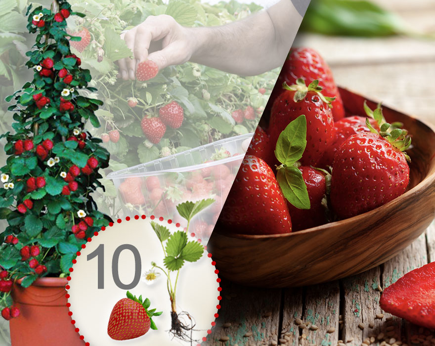 10 sadnica crvenih jagoda