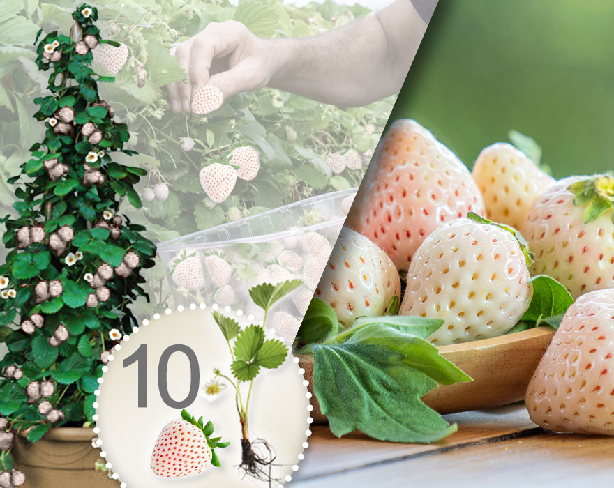 10 sadnica bijelih jagoda