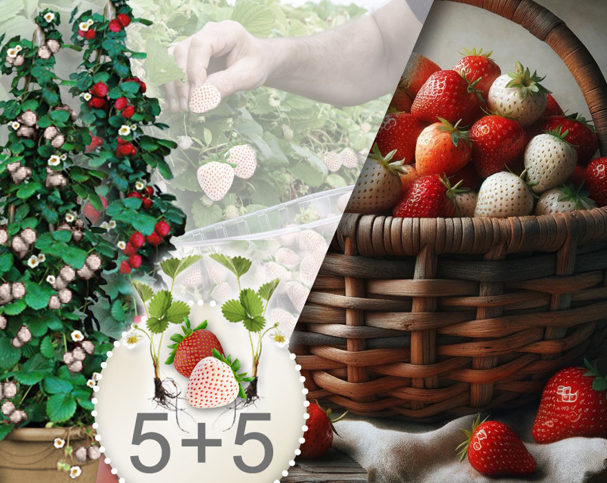 10 sadnica jagoda penjačica u dvije boje