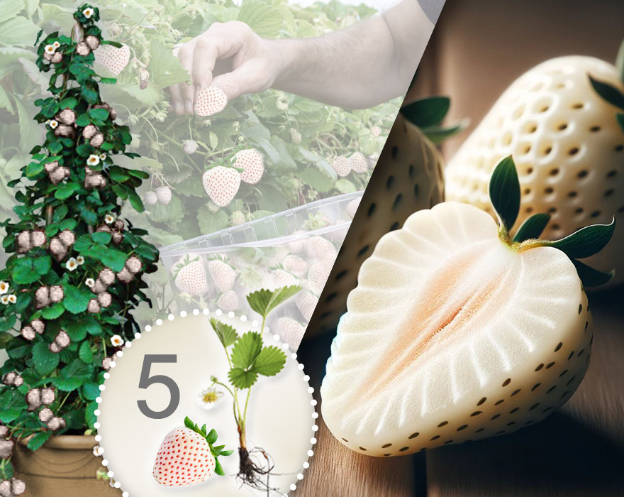 5 sadnica bijelih jagoda